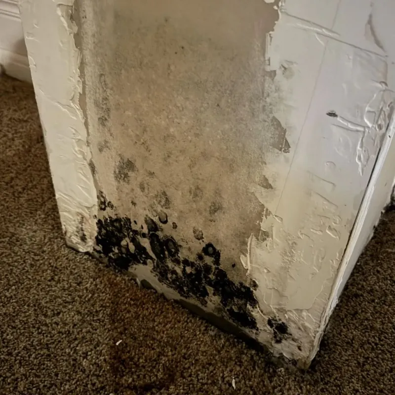 Professional Mold Removal in Motley County, TX